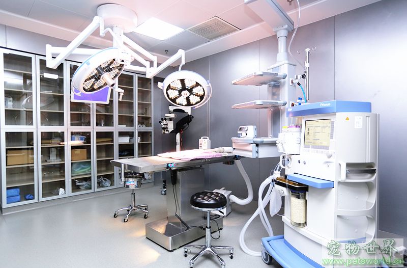 安安宠医荣获首届“2018美团点评年度宠物人气商户”称号